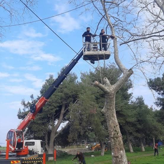 Torbalı sepetli vinç ile ağaç budama ve kesim işlemi